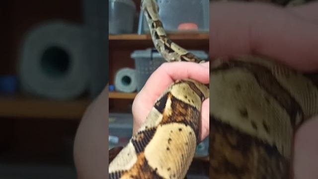 БРЕЗГЛИВЫМ НЕ СМОТРЕТЬ!!! Какахи удава.