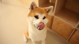 Сухой корм для собак акита ину