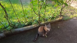 Лето на озере Тагарское .На даче .Соседская кошка