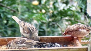 Воробьи в кормушке летом