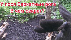 Бархатные рога лося!