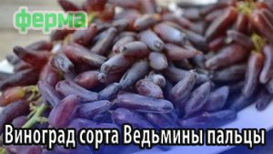 Виноград сорта Ведьмины пальцы