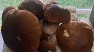 Охота на белые грибы