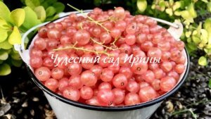 Чудесный сад Ирины. Смородина Розовый жемчуг