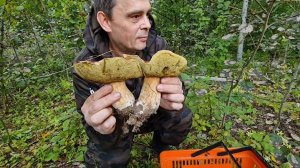 ГРИБЫ МЯСИСТЫЕ НА КАЖДОМ ШАГУ! Наполняем корзины белыми, волжанками, сыроежками.