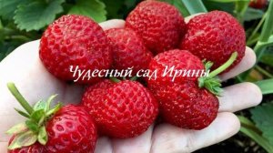 Чудесный сад Ирины. Земляника садовая Мице Шиндлер