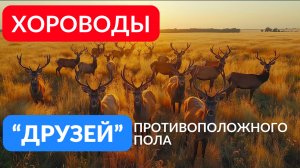 Хороводы друзей