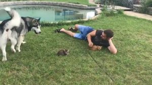 маламут Балто. Каменск-Уральский.