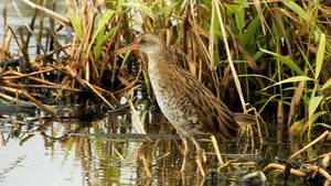 ВОДЯНОЙ  ПАСТУШОК