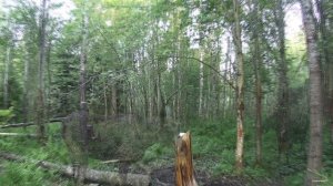 Солонец Ленинградская область.