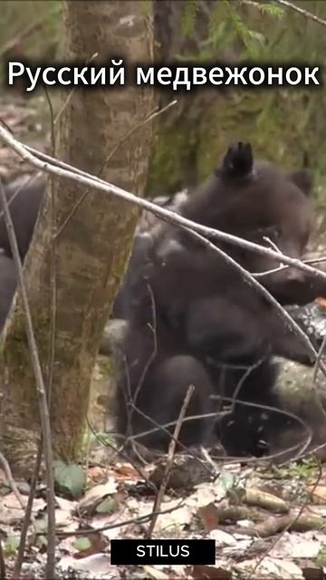 Русский медвежонок_Russian bear cub смотреть онлайн