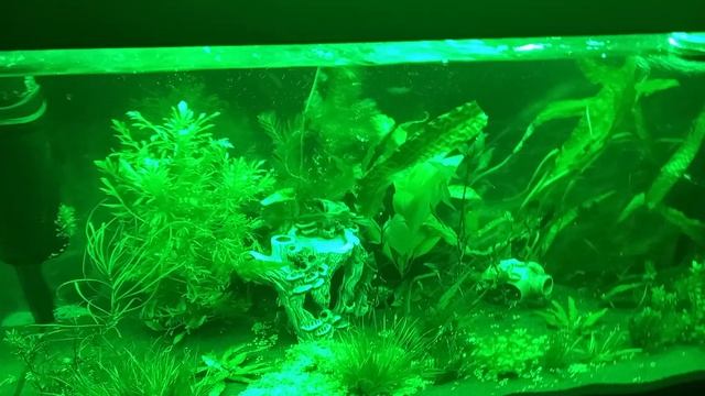 новый свет в аквариуме смотреть онлайн