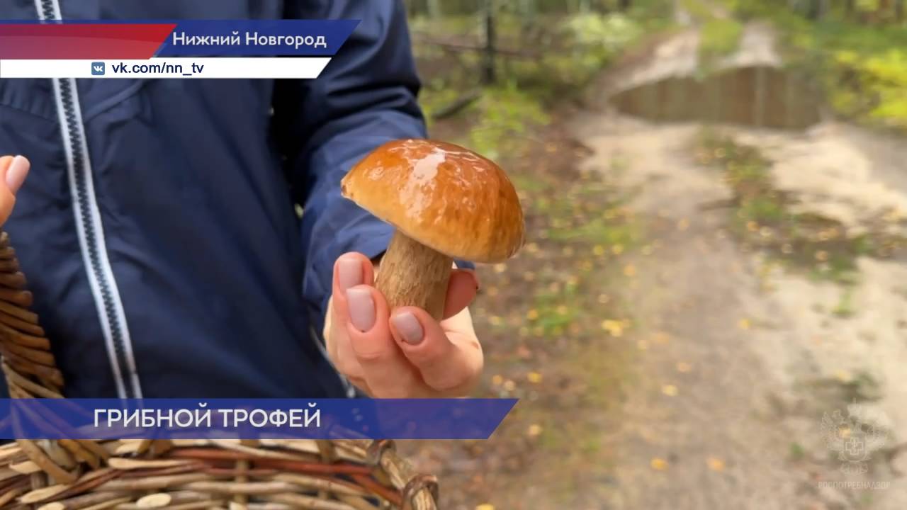 В Роспотребнадзоре рассказали, как правильно собирать и хранить грибы