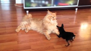 ПРИКОЛЫ С ЖИВОТНЫМИ ДО СЛЕЗ #163 Смешные КОТЫ И СОБАКИ  Приколы