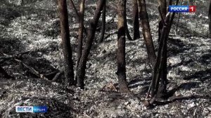 По данным МЧС России, в большинстве случаев поля и леса в Крыму горят из-за людей