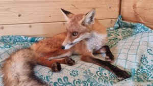 Операция по спасению лисы продолжается