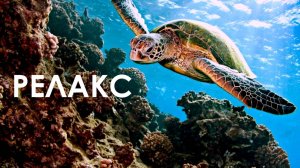 Волшебная Музыка Океана  Подводный Мир Черепахи - 170 минут релаксации.