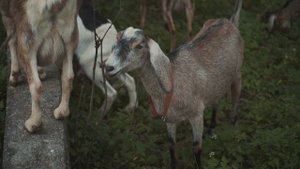 12339375_1920_1080_25fps