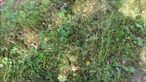 Начинаются нормальные грибы