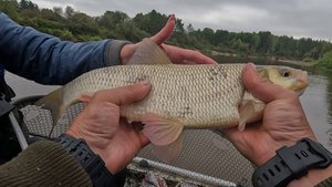 Язь один за одним ,река Кемчуг она меня сделала !!!