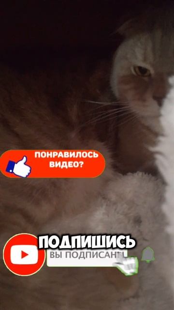 Стефа плохо чуствует смотреть онлайн