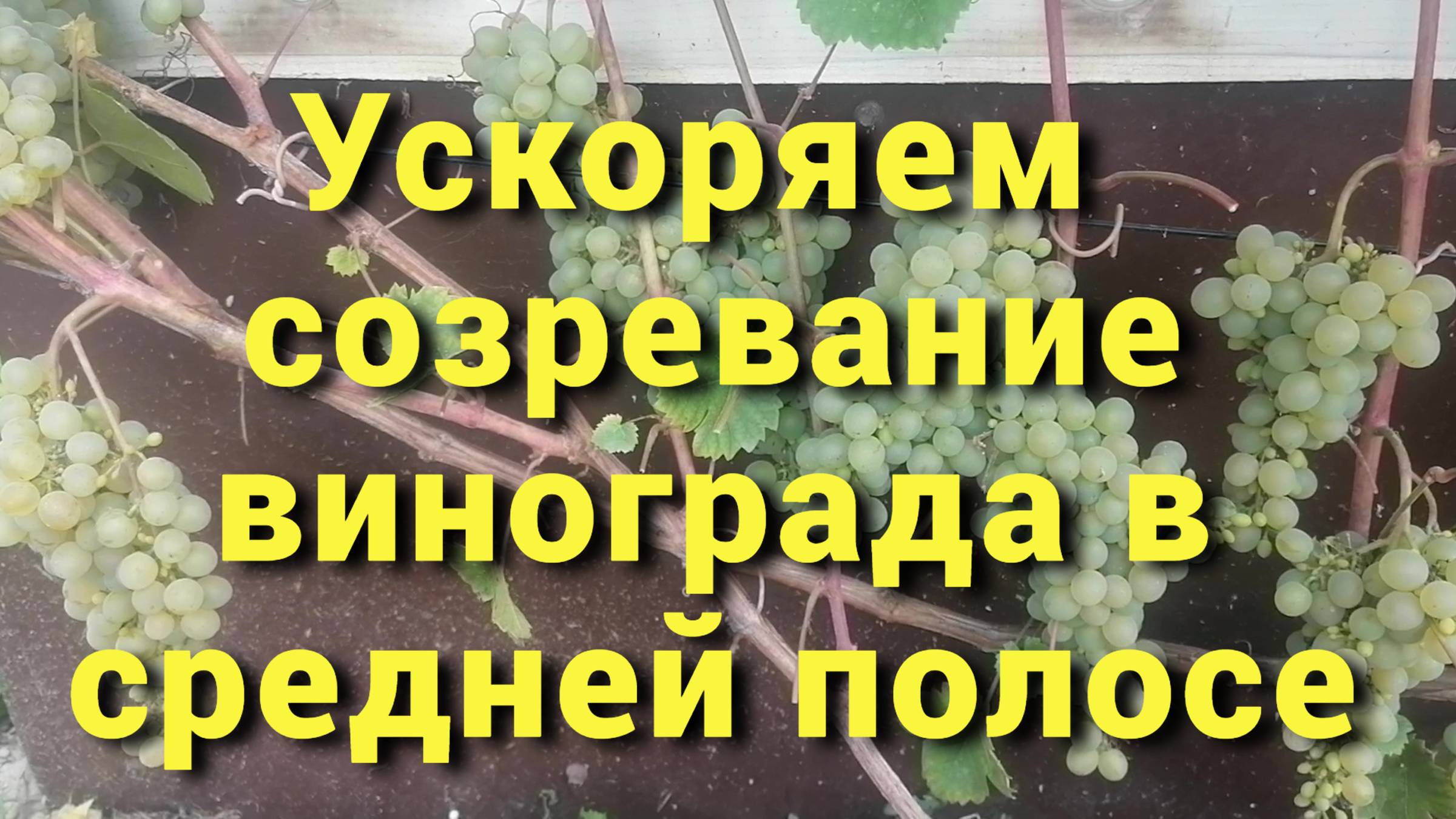 Пять несложных агроприемов, помогающих ускорить созревание винограда. смотреть онлайн