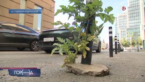 На Садовом кольце выросли помидоры / Город новостей на ТВЦ