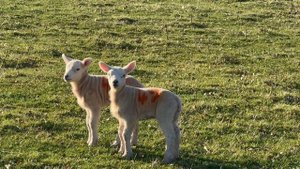 13424934_1920_1080_30fps