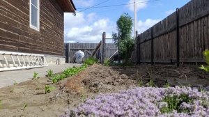 Посадка клубники в грунт РУЯНА и ЗОЛОТИНИКА