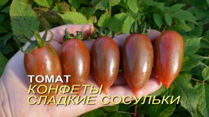 Томат КОНФЕТЫ СЛАДКИЕ СОСУЛЬКИ (Candy Sweet Icicle). Обзор сортов ТОМАТОВ!