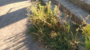 VID_20250828_161843.mp4 Иду из ******ы в Магнит