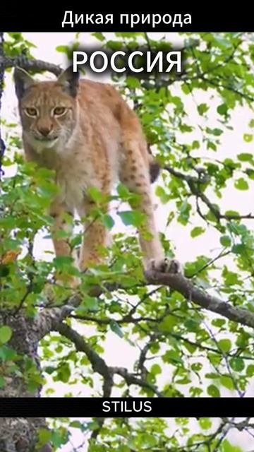 Россия. Дикая природа.# Russia. Wild nature. смотреть онлайн