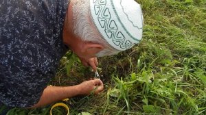 Не привитые в апреле привил глазком