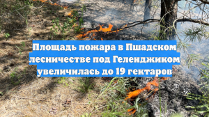 Площадь пожара в Пшадском лесничестве под Геленджиком увеличилась до 19 гектаров