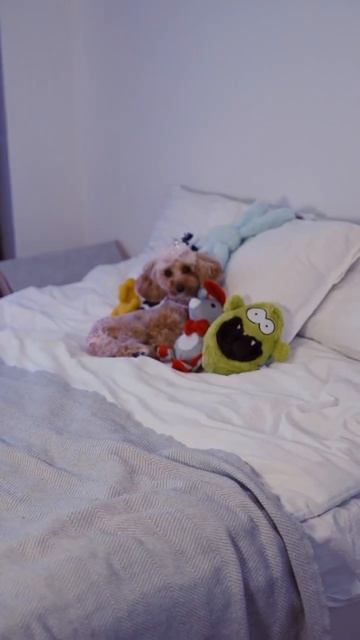 Пора заказывать подарки #самисусами