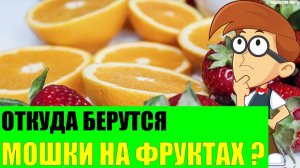 Откуда берутся мошки на фруктах?