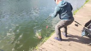 Осётр на селёдку