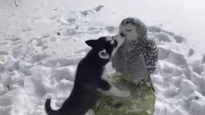 Сова и собака