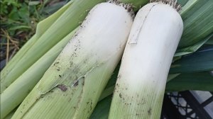 ЛУК ПОРЕЙ В ЛЕНИНГРАДСКОЙ ОБЛАСТИ..