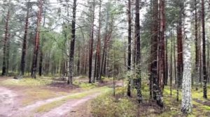 В Роспотребнадзоре рассказали, как правильно собирать и хранить грибы