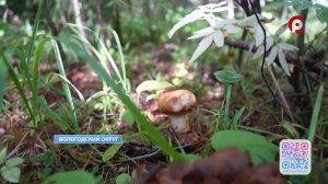 Грибы пошли в Вологодской области