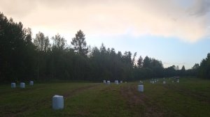 Сколько рулонов силоса в пленке вышло с крайнего сенокоса.