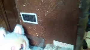 📽️🎙️мой летний влог🌺💮🍕
дарю подарки🎁 Чарли🎉🎀
и
Флафи🩷🎊