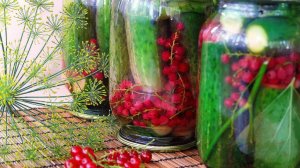 Огурцы с красной смородиной на зиму без уксуса.