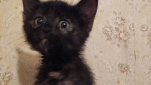 Я рисую жизнь