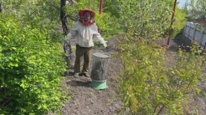 Роение пчел,пчелы роятся,улетели,пчеловодство