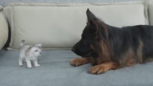 Смелый котёнок 😁