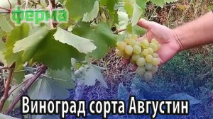 Виноград универсального сорта Августин
