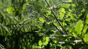 Дыхание Любви