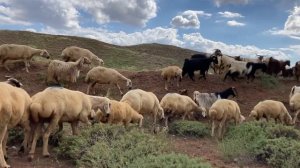 15778835-hd_1920_1080_30fps